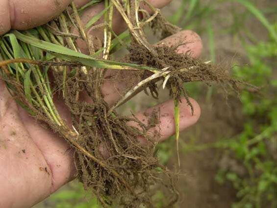 корен от житна трева за псориазис